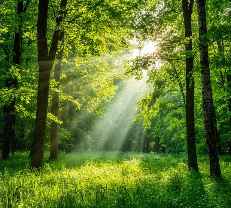 forest1
